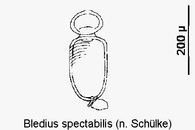 bledius_spectabilis_sperm.gif