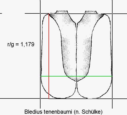 bledius_tenenbaumi_fld.gif