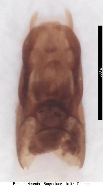 bledius_tricornis.jpg