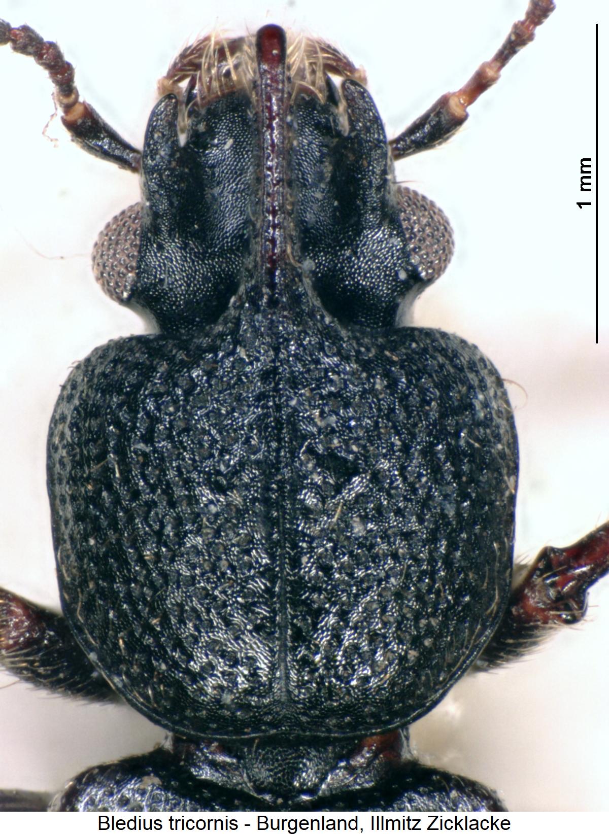 bledius_tricornis_vk.jpg