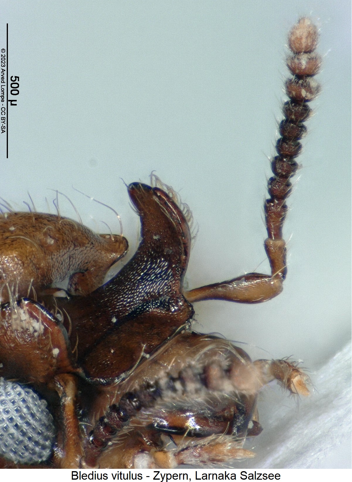 bledius_vitulus_f.jpg