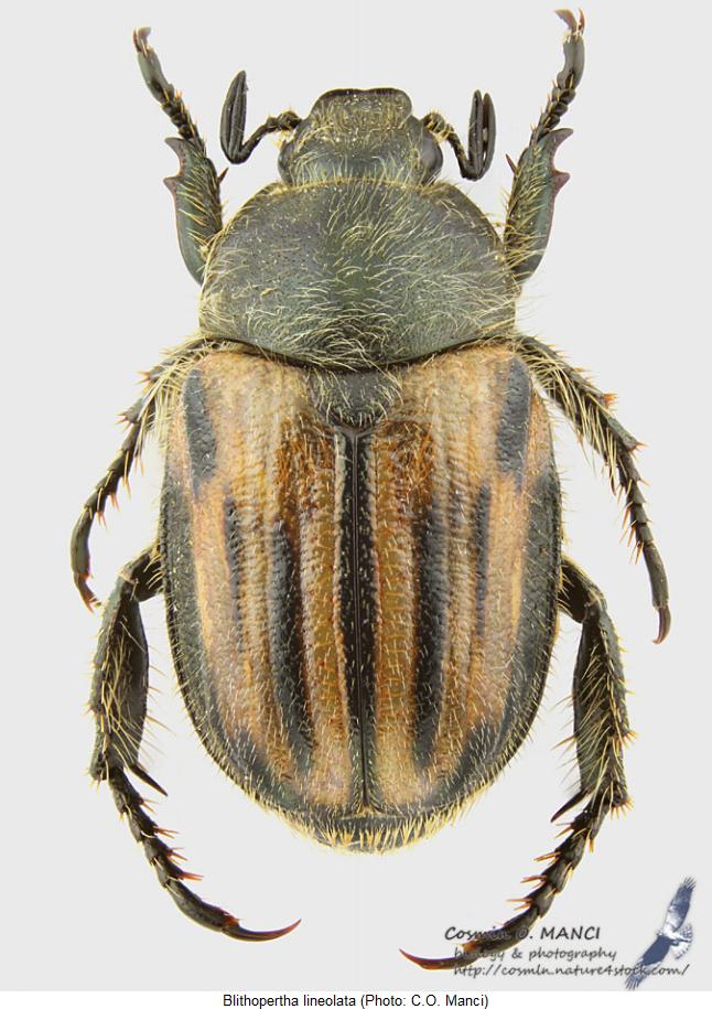 blithopertha_lineolata_hab.jpg