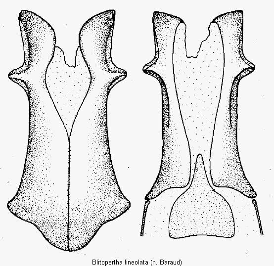 blitopertha_lineolata.gif