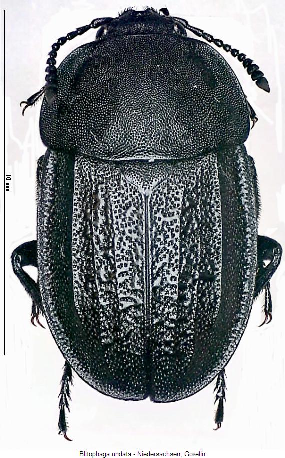 blitophaga_undata_hab.jpg