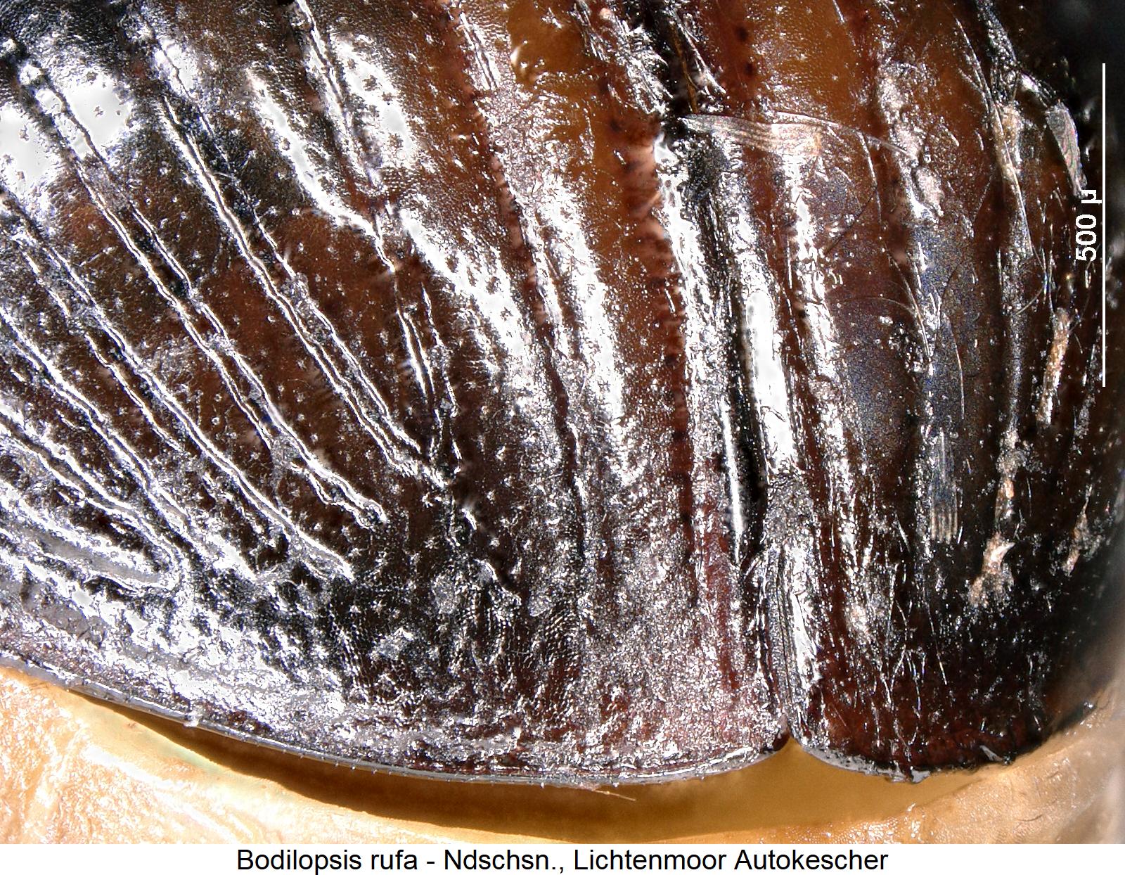 bodilopsis_rufa_fld.jpg