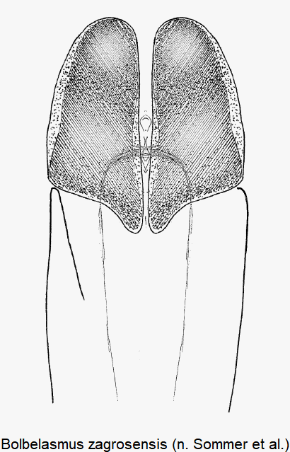 bolbelasmus_zagrosensis_pm.gif