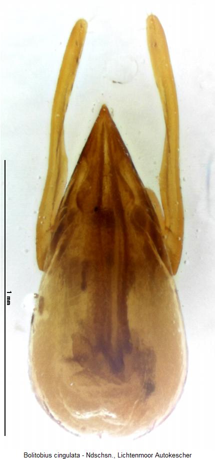 bolitobius_cingulata.jpg