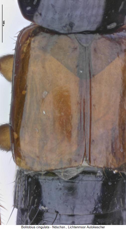 bolitobius_cingulata_fld.jpg