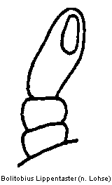 bolitobius_lippentaster.gif
