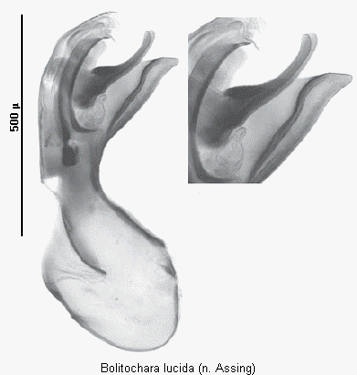 bolitochara_lucida.gif
