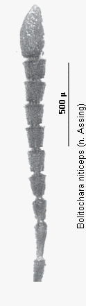 bolitochara_niticeps_f.gif