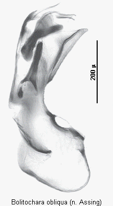 bolitochara_obliqua.gif