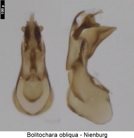 bolitochara_obliqua.jpg