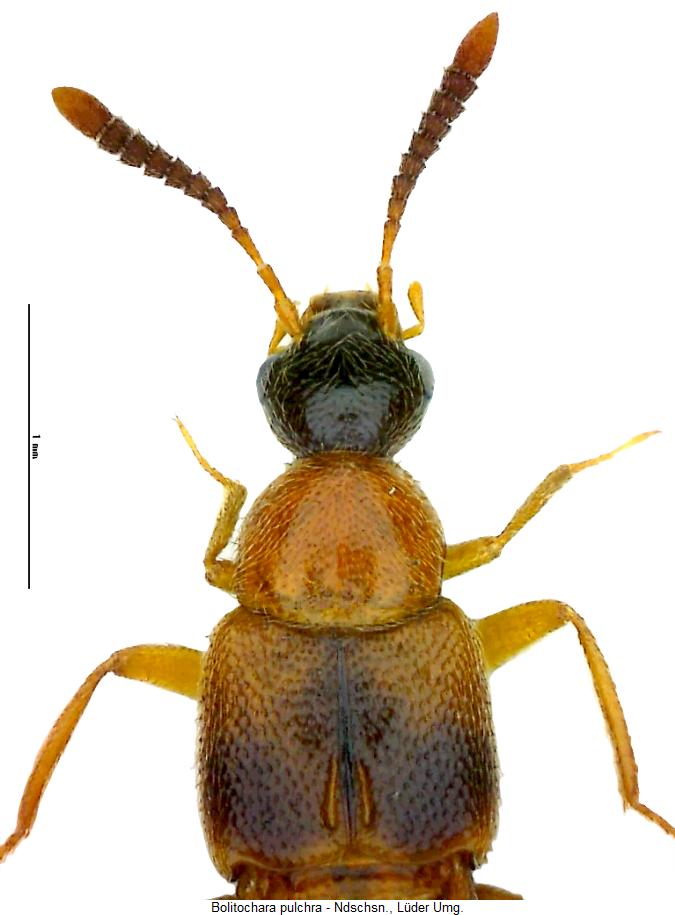 bolitochara_pulchra_vk.jpg