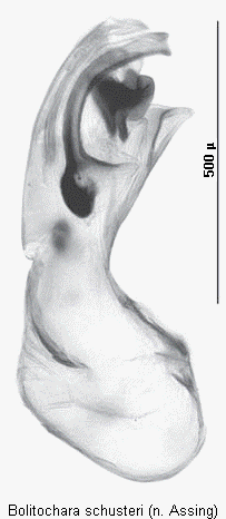 bolitochara_schusteri.gif