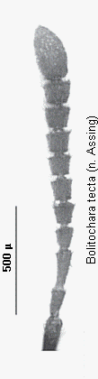 bolitochara_tecta_f.gif