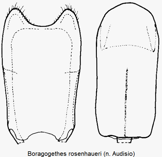 boragogethes_rosenhaueri.gif
