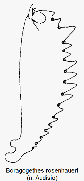 boragogethes_rosenhaueri_vschn.gif