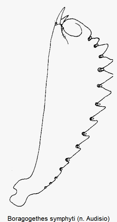 boragogethes_symphyti_vschn.gif