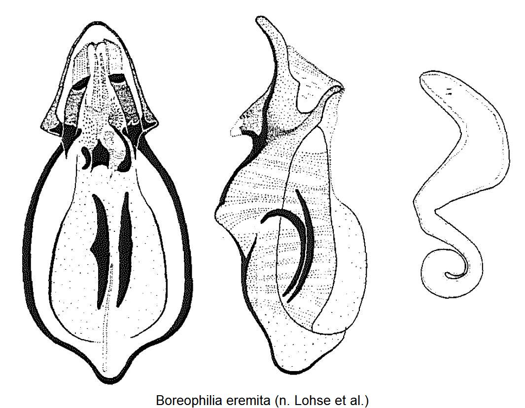 boreophilia_eremita.jpg