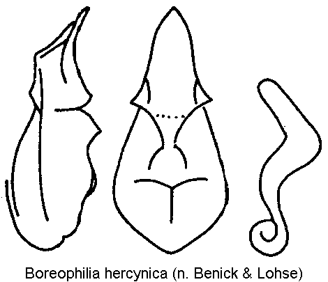 boreophilia_hercynica.gif