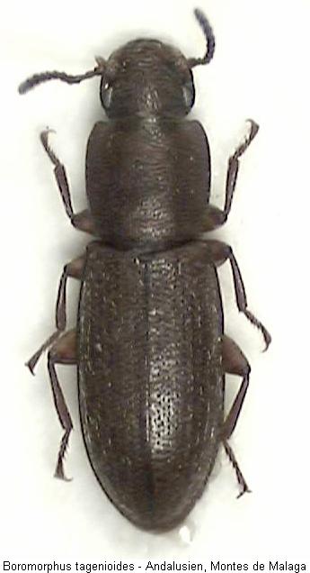 boromorphus_tagenioides_hab.jpg
