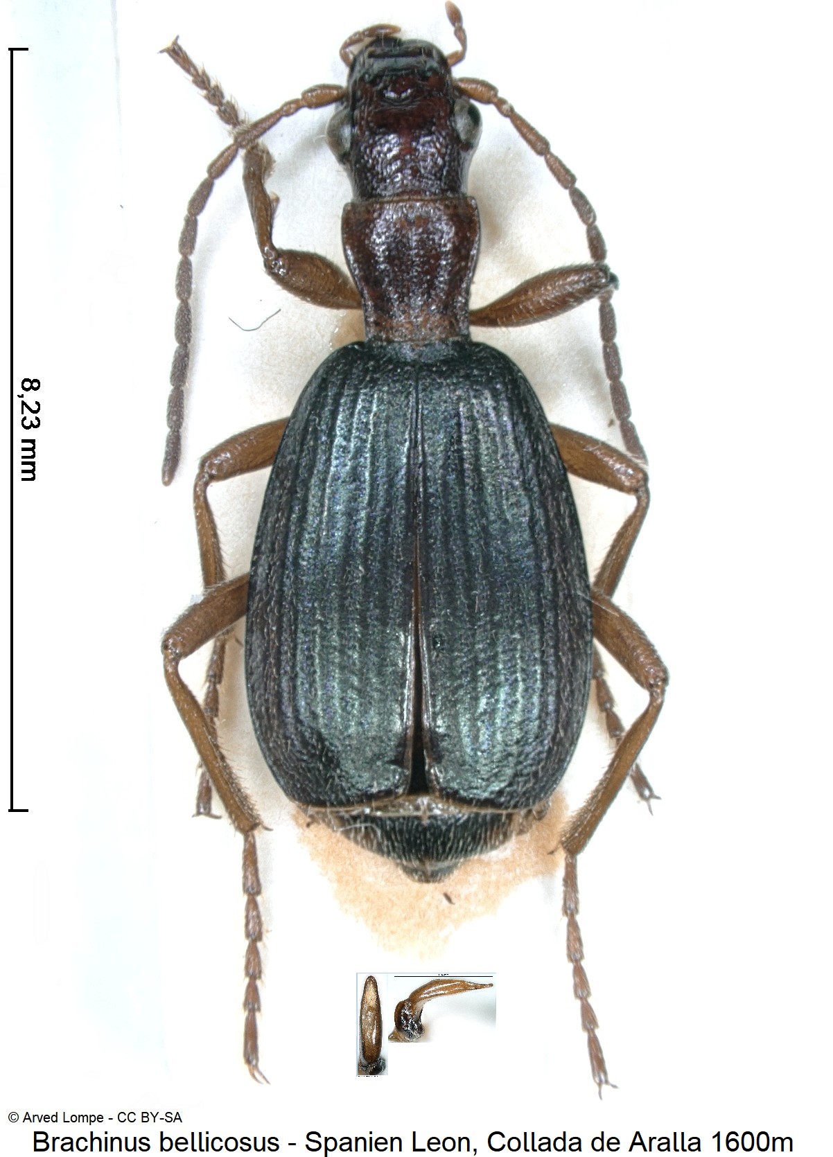 brachinus_bellicosus_ck38302778_hab.jpg