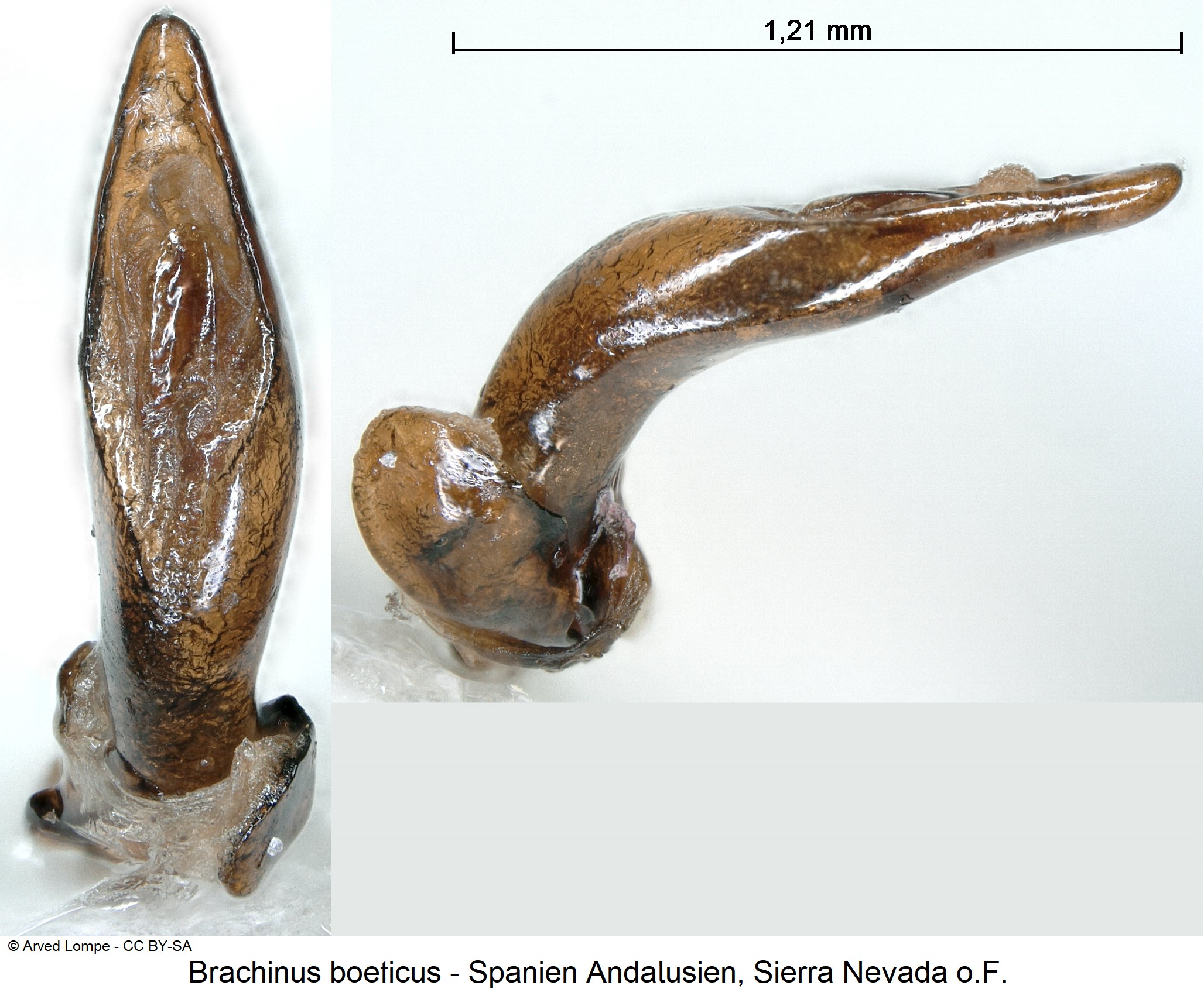 brachinus_boeticus_ck38302779.jpg