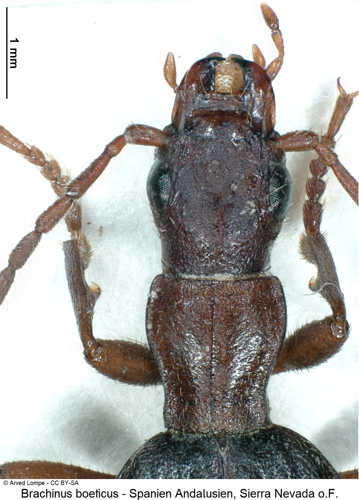 brachinus_boeticus_ck38302779_vk.jpg