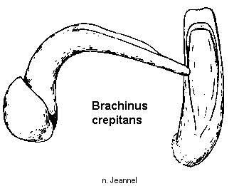 brachinus_crepitans.gif