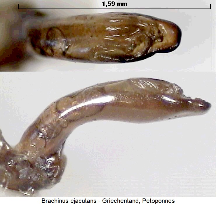 brachinus_ejaculans.jpg
