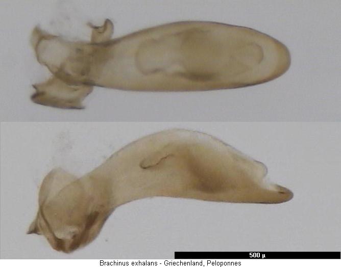 brachinus_exhalans.jpg