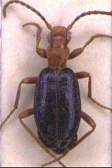 brachinus_habitus.jpg