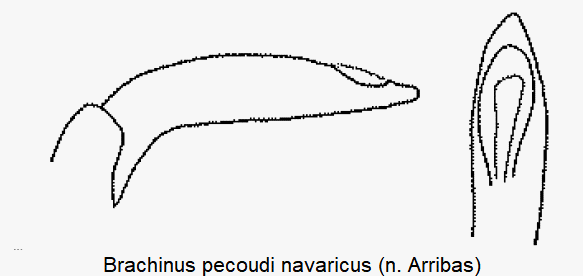 brachinus_navaricus-1.gif