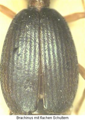 brachinus_ohne_schultern.jpg