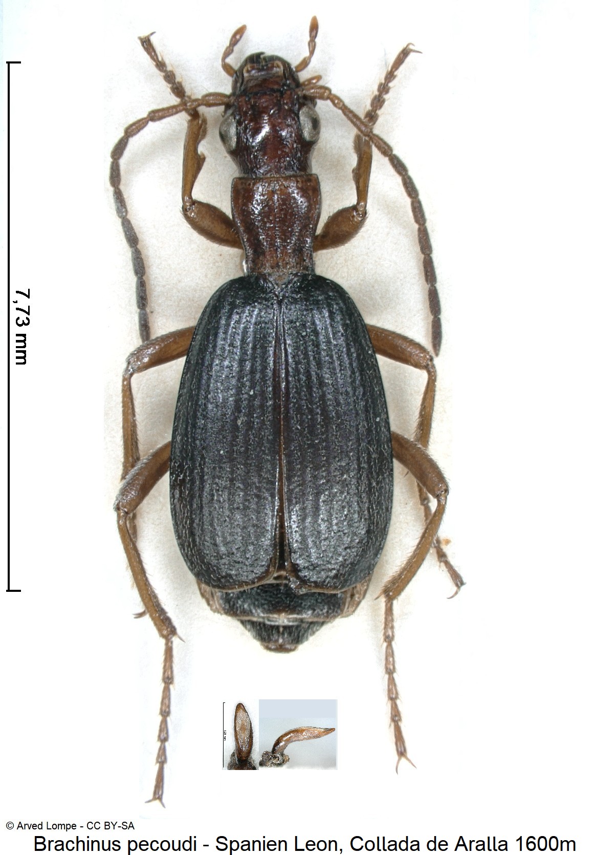 brachinus_pecoudi_hab.jpg