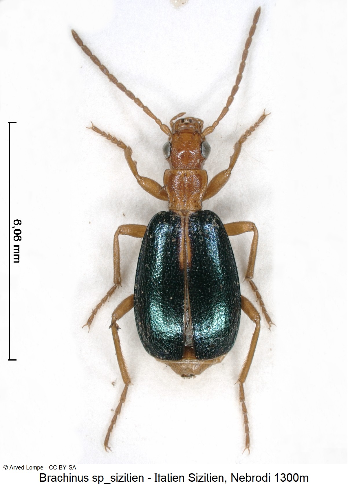 brachinus_sp_sizilien_ck21427_hab.jpg