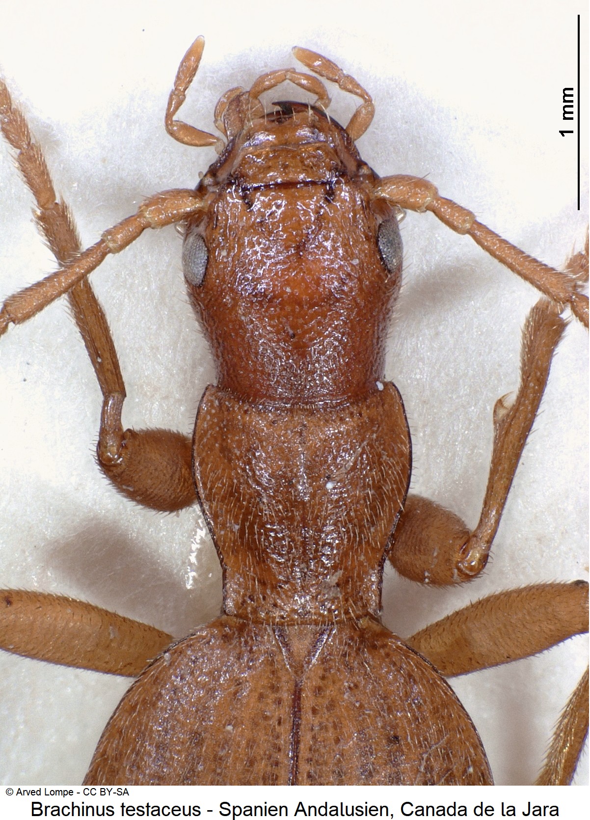 brachinus_testaceus_ck18027_vk.jpg
