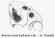 brachycerus_barbarus_vk.gif