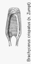 brachycerus_crispatus.gif
