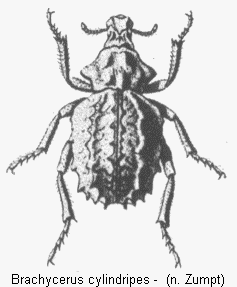 brachycerus_cylindripes_hab.gif