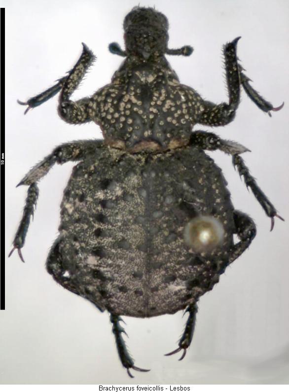 brachycerus_foveicollis_hab.jpg