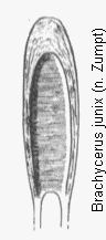 brachycerus_junix.gif