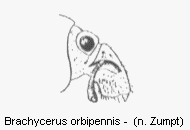 brachycerus_orbipennis_vk.gif