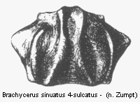 brachycerus_quadrisulcatus_hsch.gif