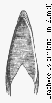 brachycerus_similaris.gif