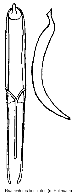 brachyderes_lineolatus.gif
