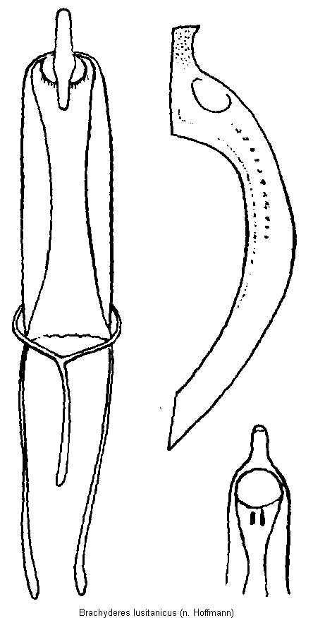 brachyderes_lusitanicus.gif