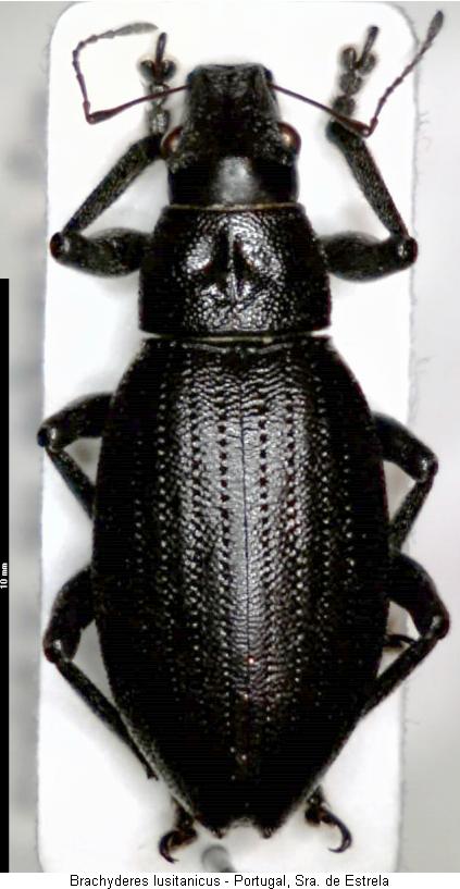 brachyderes_lusitanicus_hab.jpg