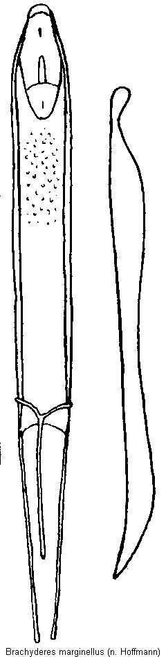 brachyderes_marginellus.gif